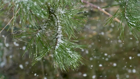 Snow falls on a pine branch. A branch with needles sways in the wind. Video stock 215097535