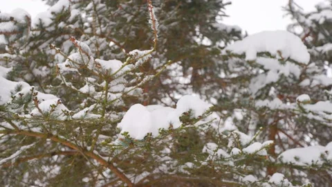 Snow falls on a pine branch Stock Footage 228753397