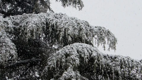 Snow falls on pine branches 4K- Italian nature Stock Footage 125636362