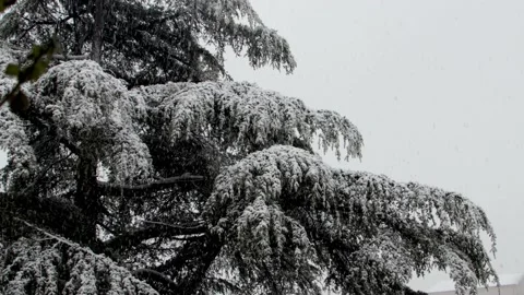 Snow falls on the pine branches 4K Video stock 167537842