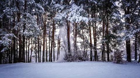 Snow falls from pine branches in a clearing on a winter day Stock Photos