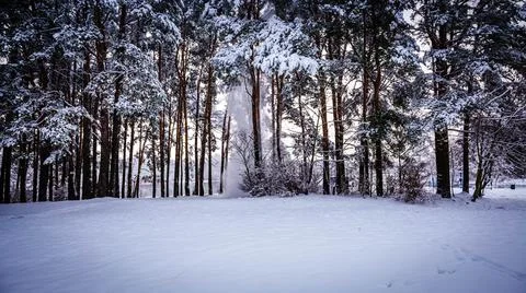 Snow falls from pine branches in a clearing on a winter day Stock Photos