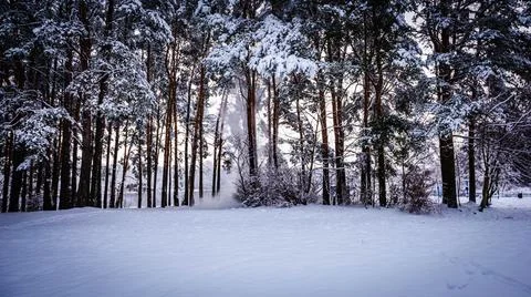 Snow falls from pine branches in a clearing on a winter day Stock Photos