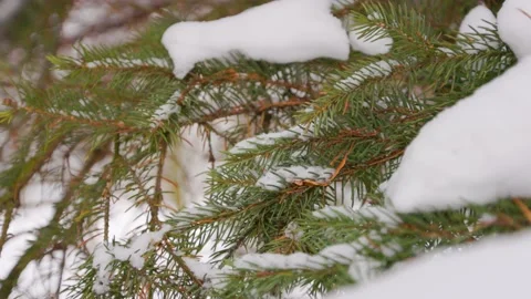 Snow falls on pine branches Stock Footage 228753347