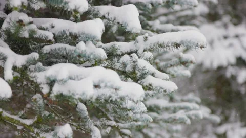 Snow falls on pine branches Stock Footage 228754029