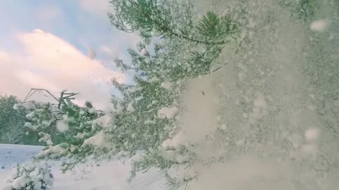 Snow Falls from Pine Branches in Slow Motion Stock Footage 241957943