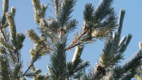 Snow falls from pine branches on a sunny day Stock Footage 83689753