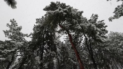 Snow Falls In The Pine Forest 1 Stock Footage 225839617