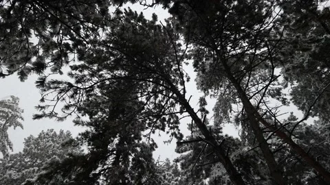 Snow Falls In The Pine Forest 2 Stock Footage 225839618
