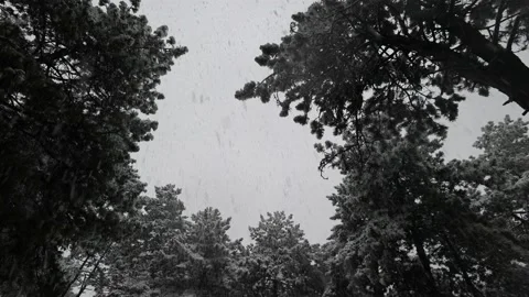 Snow Falls In The Pine Forest 3 Stock Footage 225839599