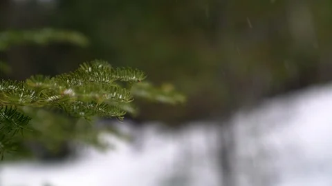 Snow falls on pine forest, Flour Lake Minnesota March 2020 23.98 4k Stock Footage 125879018