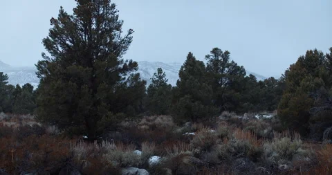 Snow Falls in a Pine Forest with Snow Covered Mountains in the Background 库存影片 162292903