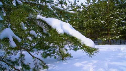 Snow falls from pine tree branch. Slow motion Stock Footage 87755751
