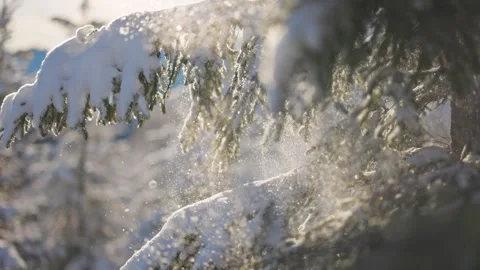 Snow falls from pine tree branch, sun shining through the snow Video stock 288503947