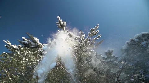 Snow falls from the pine tree Video stock 231559041