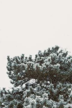 Snow falls on a pine tree in a quiet landscape during a cold winter day in .. Photos