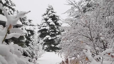 Snow falls on a pine tree on a winter's day Stock Footage 134585582
