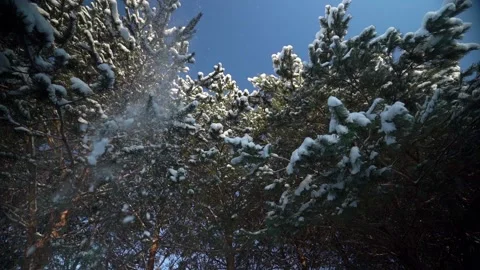 Snow falls from the pine trees in slow motion Video stock 231559119