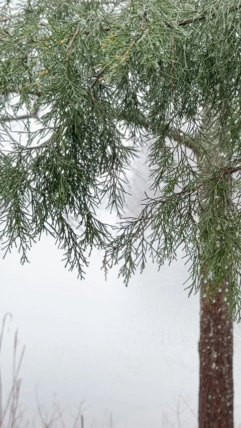 Snow falls on quiet river with pine branches framing the waters surface Stockbeeldmateriaal 334802790