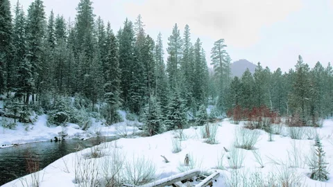 Snow falls sideways gently over creek in snowy pine forest Stock Footage 171707099