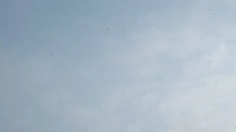 Snow falls from the sky against the background of clouds on a cloudy day Stock Footage 167549578