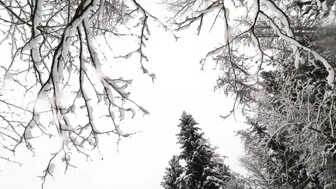 Snow falls from the sky on camera . Winter screensaver. Snowy cloudy day. Stock Footage 165238052