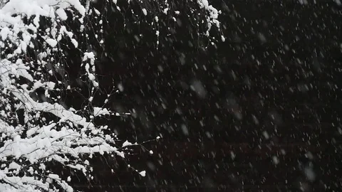 Snow falls in slow motion Stock Footage 84999301
