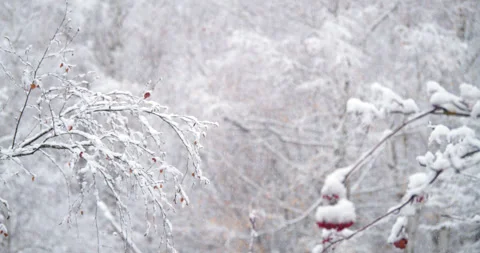 Snow falls in slow motion onto a red mountain ash tree as a bird flies by Stock Footage 316857333