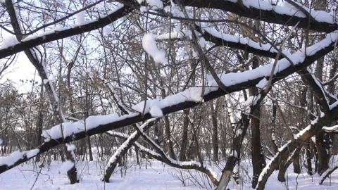 Snow falls in slow motion from tree branches Stock Footage 163876700