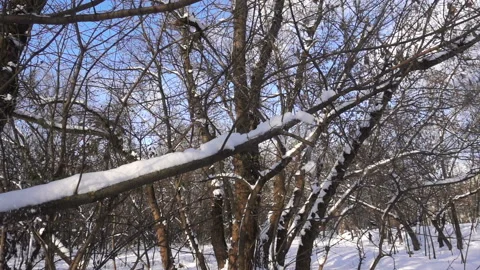 Snow falls in slow motion from tree Stock Footage 164904740