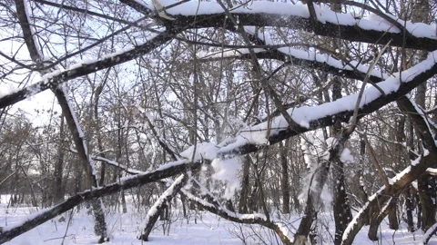 Snow falls in slow motion from winter forest Stock Footage 146750516