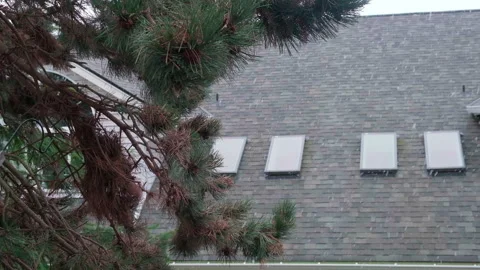 Snow falls slowly against the backdrop of a house and a cedar tree 10 Stock Footage 329324927