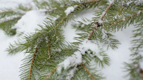 Snow falls slowly against the background of a Christmas tree or pine. Stock Footage 95495409