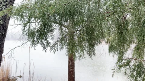 Snow Falls Slowly on Pine at waterfront river Stockbeeldmateriaal 337579788