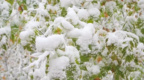 Snow falls from snow-covered branches in the park in slowmotion 库存影片 68430975