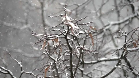 Snow falls on snow covered tree branches Stock Footage 123894410