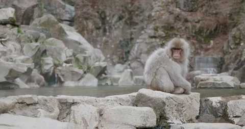 Snow falls as snow monkey sits next to an onsen - hot spring 库存影片 108198364