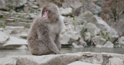 Snow falls as snow monkey sits next to an onsen - hot spring Stock-Footage 108198753