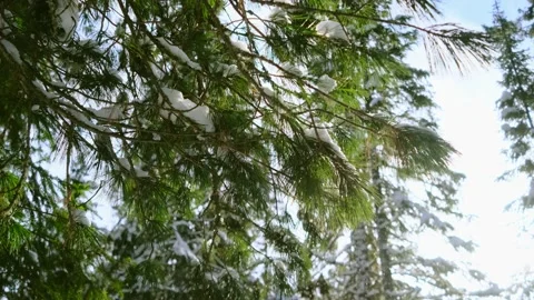 Snow falls from spruce branches, bright sunlight. Stock Footage 150359341