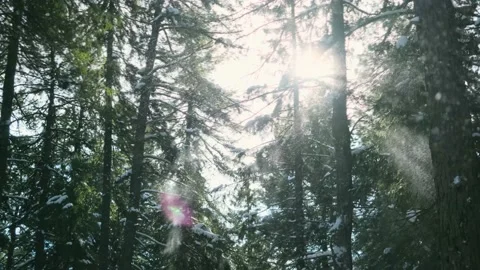 Snow falls from spruce branches, bright sunlight. Stock Footage 150359365
