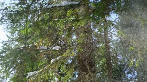 Snow falls from spruce branches, bright sunlight. Stock Footage 150446006