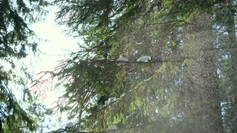 Snow falls from spruce branches, bright sunlight. Stock Footage 150569349