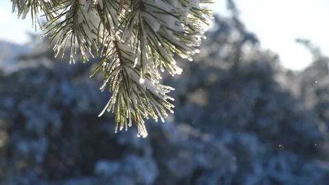 Snow falls from spruce branches. Video stock 219380687