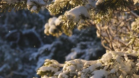Snow falls from spruce branches Stock Footage 219380805