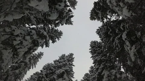 Snow Falls On Spruce Branches. Forest in Slovakia Stock Footage 101809284
