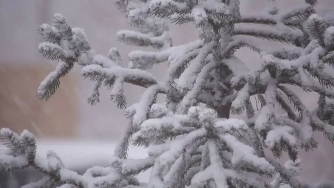Snow falls on spruce Stock Footage 84787745