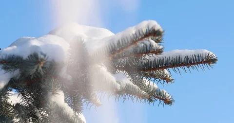 Snow falls on spruce Stock Footage 99917758