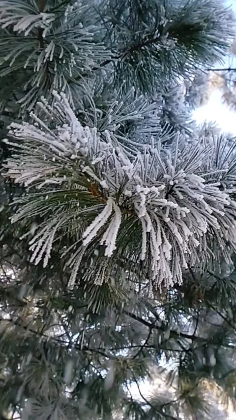 Snow falls from the spruce Stock Footage 231228769