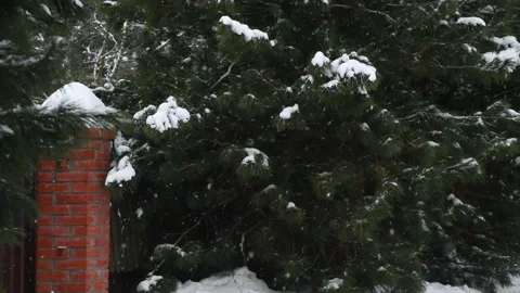 Snow falls on spruce trees Stock Footage 155880235