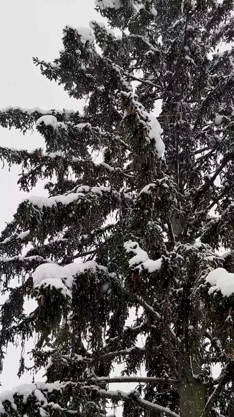 Snow Falls on Tall Pine Trees in Winter During a Cloudy Day in the Forest Stock Footage 327910968